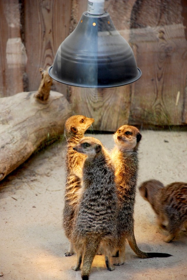 meerkats-2529496_1920.jpg